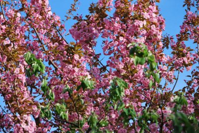 Prunus serrulata 'Kanzan' - višeň pilovitá 'Kanzan' (sakura) - v rozkvetlé koruně